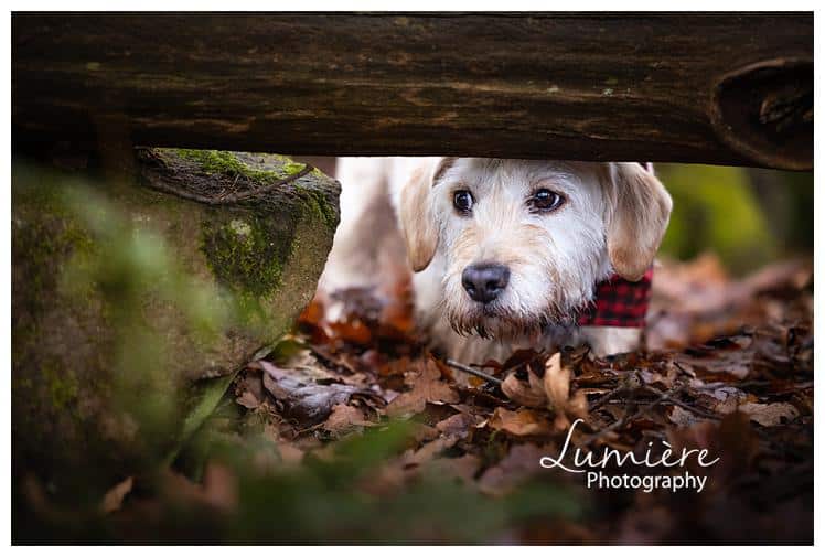 a wocker photoshoot in the Outwoods playing hide and seek