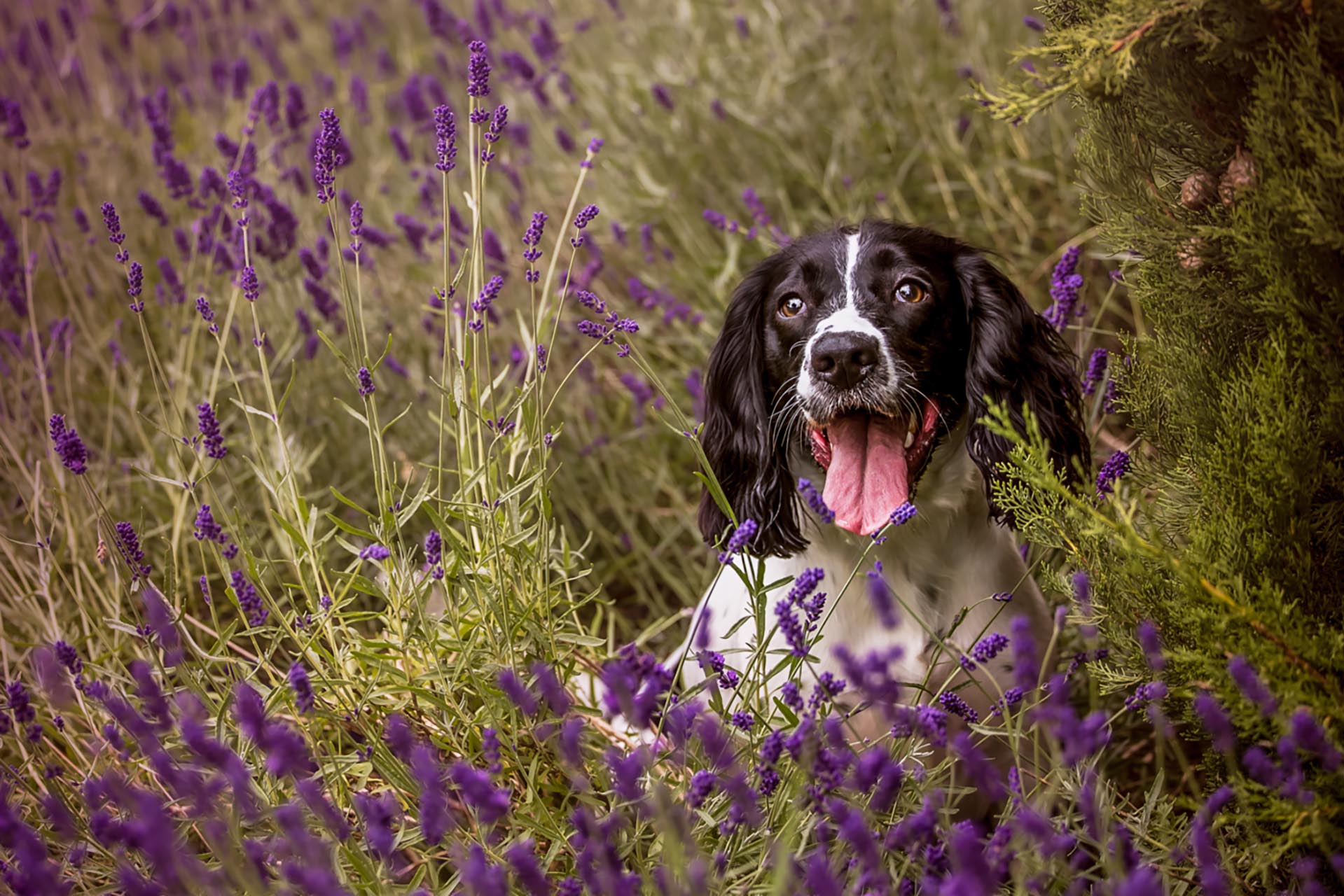 photo of dog in lavender loughborough pet photographer