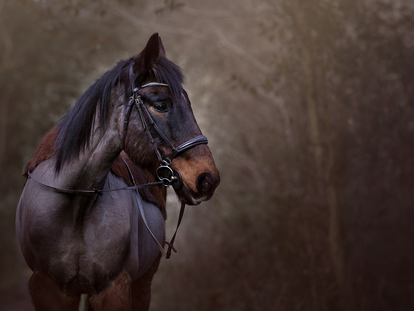 Equine photography Leicestershire-2 brown horse portrait outdoors