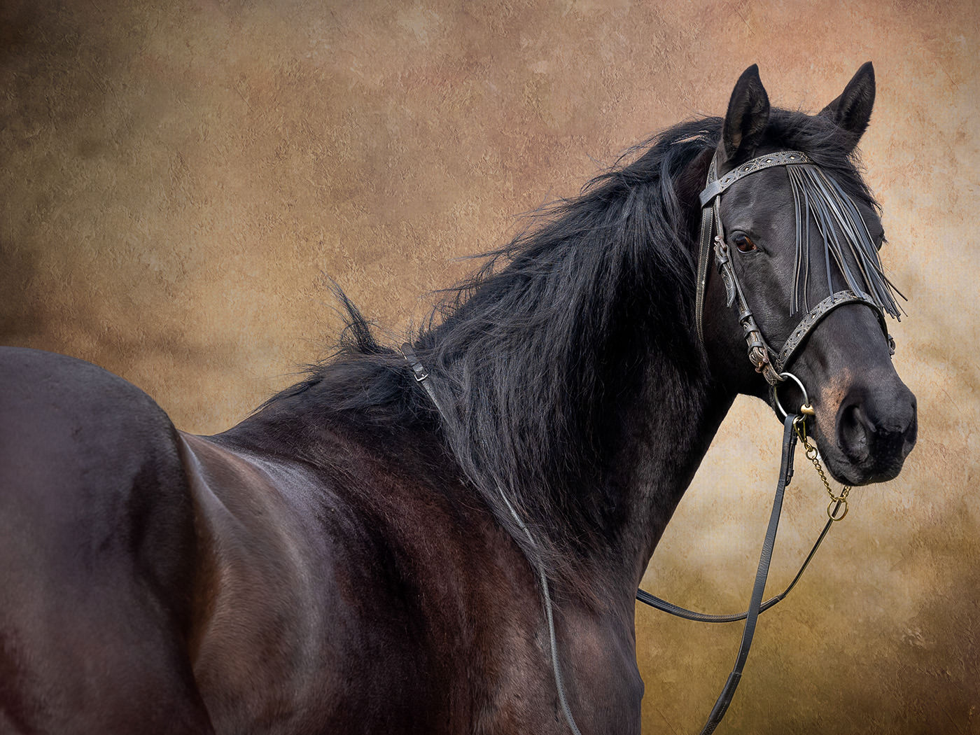 equine photographer loughborough-textured background brown horse on a painterly background