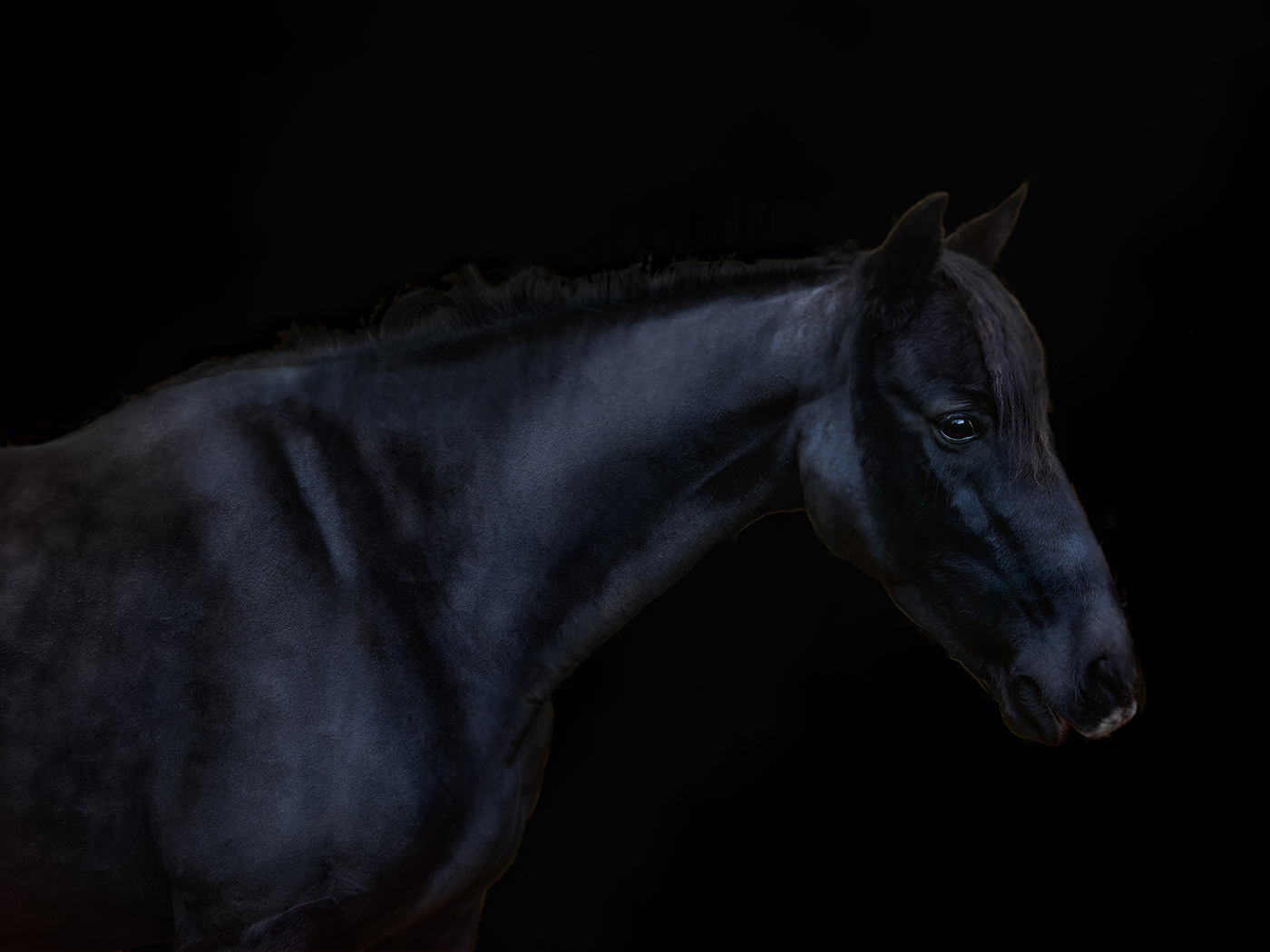 equine photography with black background black horse on a black background
